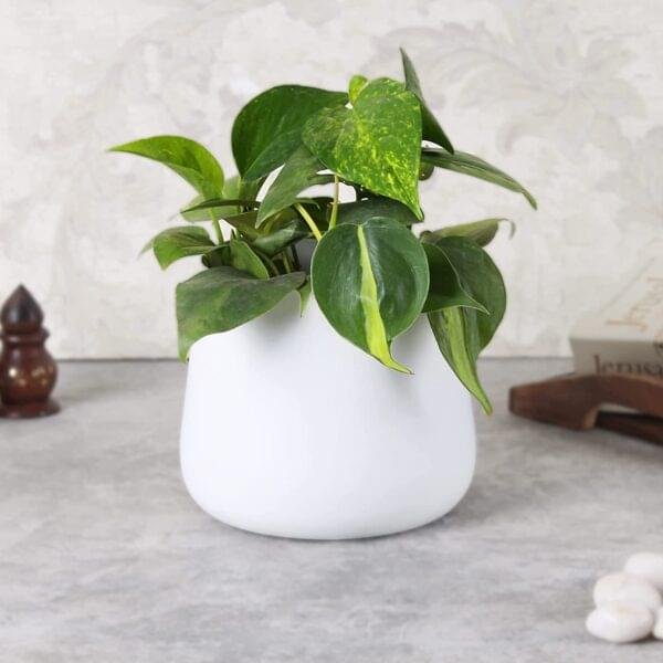 elegant white vase