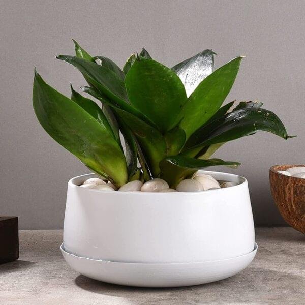 White iron dish pot with tray
